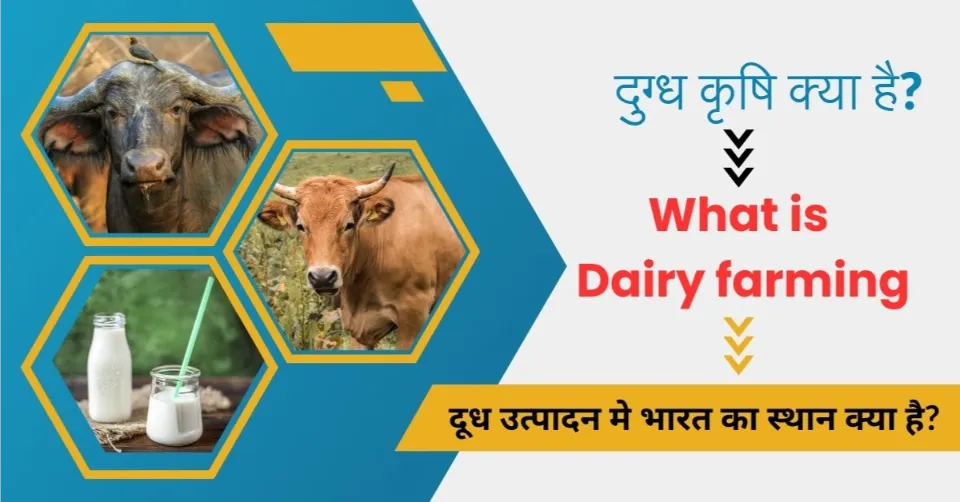 Dairy farming Image