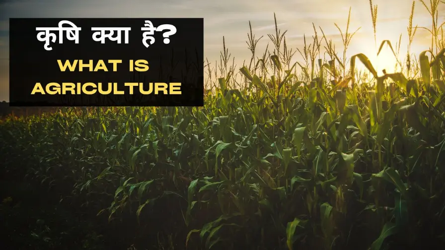 What is Agriculture